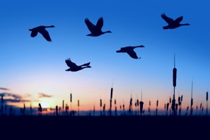 Fliegen